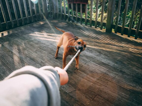 A dog biting a rope